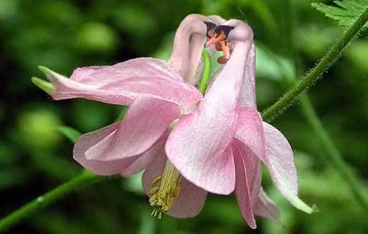 Hoa bồ câu có nguồn gốc từ châu Âu vào khoảng thế kỷ 16 nên nó còn có tên gọi là Granny's Bonnet do hình dạng hoa giống như mũ trùm đầu của các bà thời bấy giờ. Ảnh: blogcaycanh.