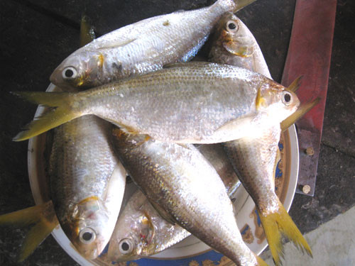 Cá cháy thường chỉ xuất hiện ở các lưu vực cuối nguồn sông Hậu là Vàm Tấn (nay là Đại Ngãi, Sóc Trăng), Tân Dinh (nay là Tân Quy, Cầu Kè, Trà Vinh) và nhiều nhất là ở Trà Ôn (Vĩnh Long). Ảnh: baoquangnam.