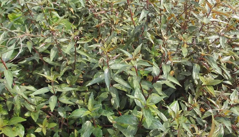 Từ tháng 5 đến tháng 8 hàng năm là thời kỳ cây bỏ mắm phát triển mạnh nhất trong năm. Ảnh: blogspot.