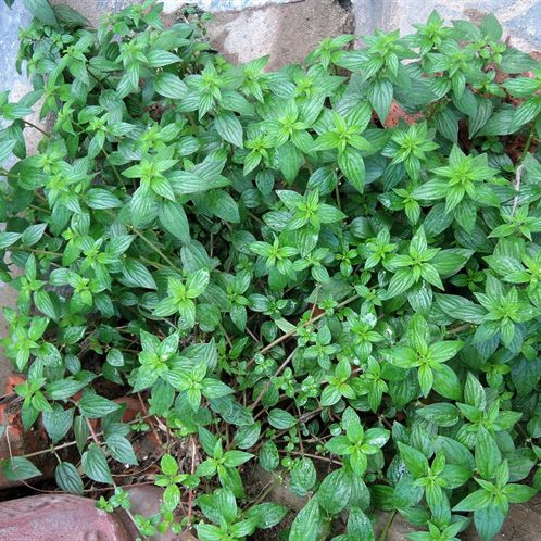 Vì vậy, nhân dân thường thu hái cây, lá, hoa bỏ mắm về dùng tươi hay phơi, sấy khô. Ảnh: dktcdn.