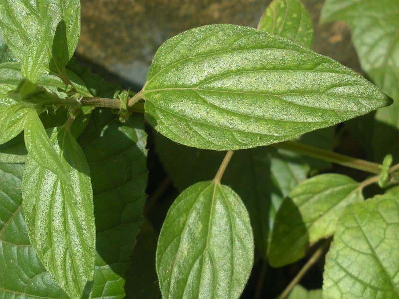 Quả cây bỏ mắm có hình trứng nhọn, màu hồng tím, có lông. Ảnh: biolib.