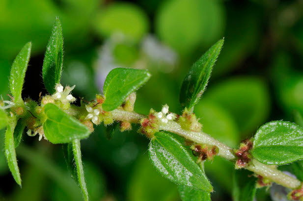 Bên cạnh đó, cây bỏ mắm còn được dùng ẩm thực của nước ta để chống dòi bằng cách thái nhỏ cả cây rồi trộn vào mắm tôm thì mắm không bị giòi bọ. Ảnh: blogsudo.