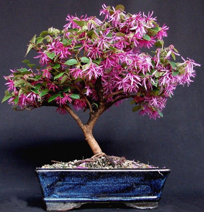 Hoa của cây hồng phụng mọc thành chùm tập trung ở đầu cành, màu đỏ. Sau khi hoa toàn thì cây sẽ đậu quả. Ảnh: themoonfarm.