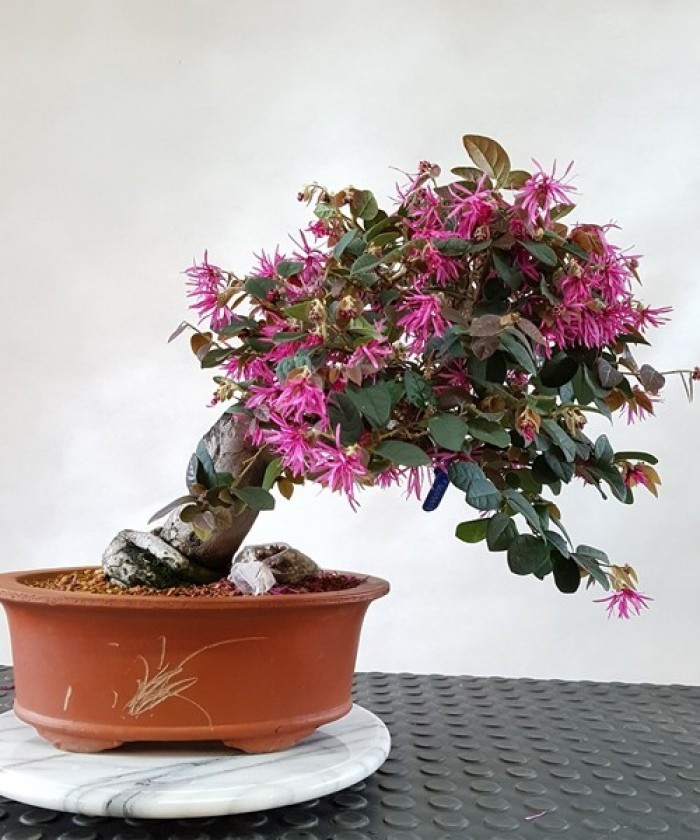 Cây hồng phụng biểu tượng cho sức mạnh và quyền lực, ngoài ra còn được xem là mang lại may mắn cho gia chủ nên rất được ưa chuộng tại Việt Nam. Ảnh: themoonfarm.