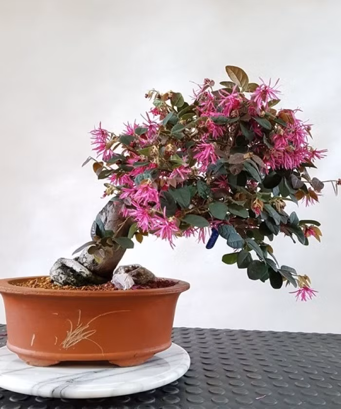 Cây hồng phụng biểu tượng cho sức mạnh và quyền lực, ngoài ra còn được xem là mang lại may mắn cho gia chủ nên rất được ưa chuộng tại Việt Nam. Ảnh: themoonfarm.