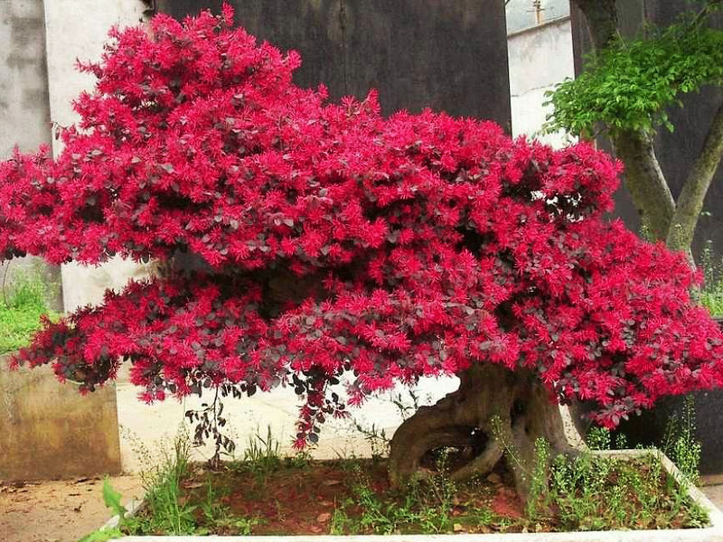 Cây hồng phụng có đặc điểm cành nhánh dẻo dai và sống thọ, nên cũng được trồng làm Bonsai. Ảnh: staticflickr.