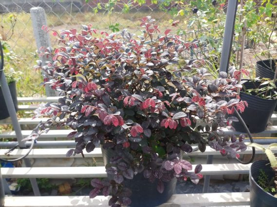 Cây hồng phụng là cây gỗ nhỏ với tốc độ phát triển trung bình. Lá cây hồng phụng hình bầu dục, nhọn ở hai đầu, màu đỏ tía. Ảnh: vuonhongvanloan.