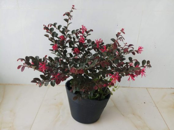 Cây hồng phụng chịu được nắng nên rất thích hợp trồng bồn hoa, ban công, trang trí sân vườn, lối đi sân vườn, trồng hàng rào, cây cảnh để bàn... Ảnh: vuonhongvanloan.