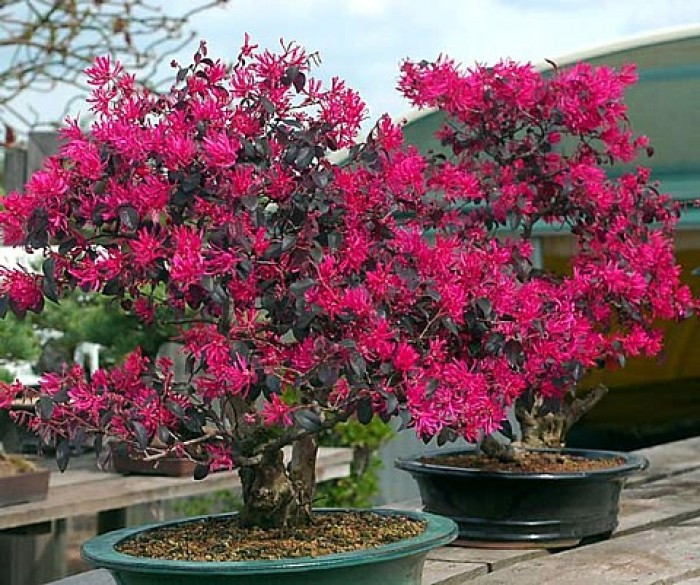 Cây hồng phụng có nguồn gốc từ Trung Quốc, Nhật Bản và Hy Mã Lạp Sơn. Ảnh: themoonfarm.