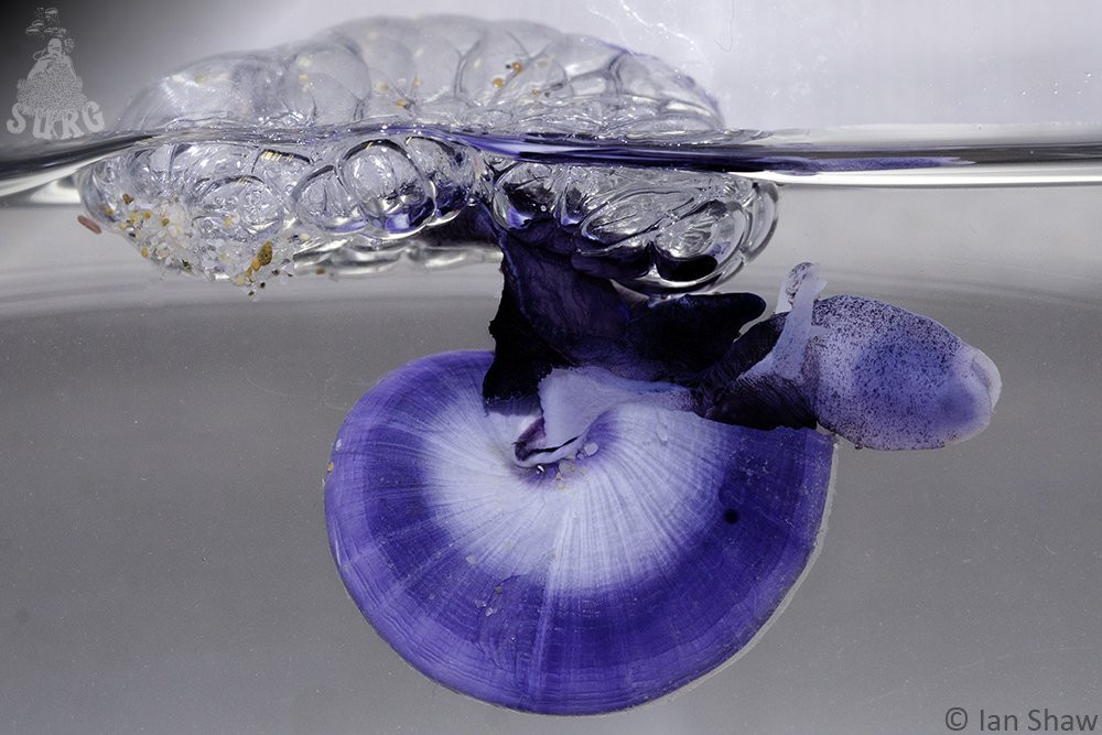 Ốc sên tím Janthina janthina khi trưởng thành sẽ không còn bơi được và phải sống nương hoàn toàn vào những chiếc thuyền bằng nước bọt này. Ảnh: blogspot.