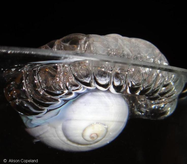 Ốc sên tím Janthina janthina là một loài lưỡng tính tiền nam điển hình, khi sinh ra là giống đực rồi đến khi trưởng thành sẽ chuyển thành giống cái. Ảnh: squarespace.