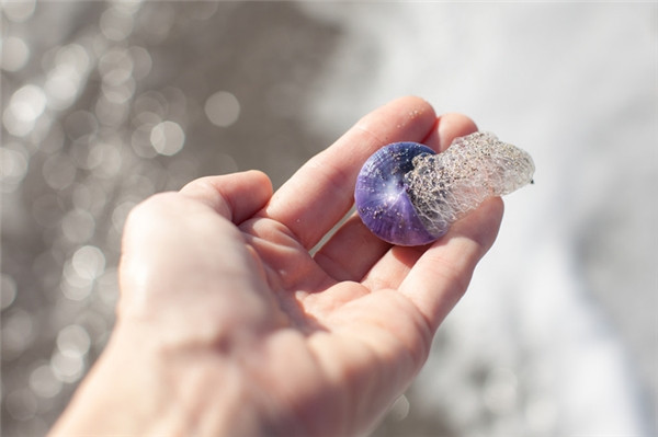 Ốc sên tím Janthina janthina thường sống ở vùng biển nhiệt đới ôn hòa, trôi nổi trên mặt nước nhiều năm tháng. Ảnh: yan.