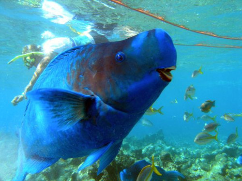 Cá vẹt lam phân bố ở các vùng nước quanh Đại Tây Dương: Tây Đại Tây Dương, Brasil, Bahamas, Bermuda và Tây Ấn Độ. Ảnh: reefguide.