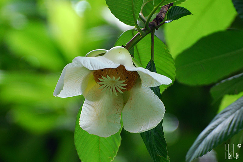 Ở Việt Nam, cây sổ thường mọc ở các tỉnh Bắc kạn, Thái Nguyên, Cao Bằng, Lạng Sơn, Hoà Bình. Ảnh: flickr.