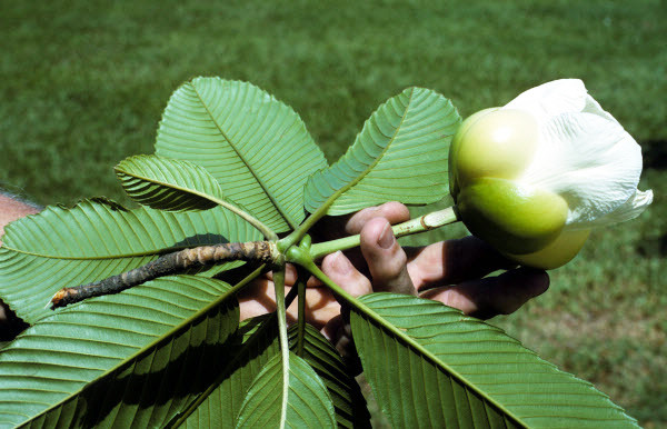 Cây sổ thường mọc ở ven suối, khe nước. Cây ra hoa tháng 3 - 5, ra quả tháng 8-10 và rất sai quả. Cây sổ có thể thu hái quanh năm. Ảnh: cayxanhtruclam.