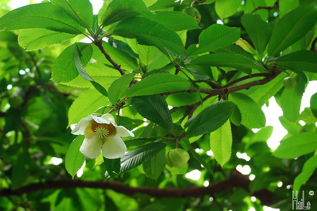 Cây sổ còn có tên gọi khác là cây sổ bà, thiều biêu, tiếng Thái còn gọi là Ma Sản. Ảnh: flickr.