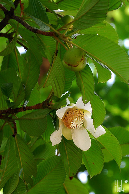 Ngoài ra, quả sổ có thể làm mứt, pha nước uống để giải khát. Trong khi đó, lá của cây sổ được dùng làm thuốc giải độc, chữa ho, sốt, phù thũng, đầy bụng. Ảnh: flickr.
