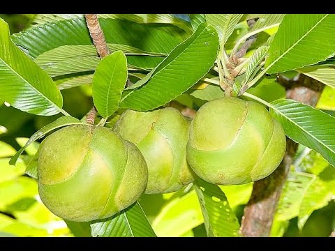 Trên thế giới, cây sổ phân bố ở Ấn Độ, Nam Trung Quốc, Malaysia... Ảnh: ytimg.