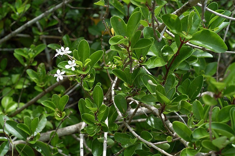 Trên thế giới, cây ngọc nữ biển phân bố ở các nước ven biển nhiệt đới và Ðông Nam Á, Ấn Độ, Trung Quốc, Thái Lan, Campuchia... Ảnh: wikimedia.