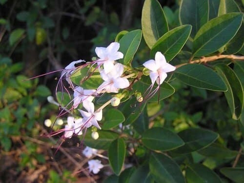  Cây ngọc nữ biển còn có tên gọi khác là cây chùm gọng hay cây vạng hôi. Tên khoa học của nó là Clerodendrum inerme (L.) Gaertn. Ảnh: muabancaytrong.