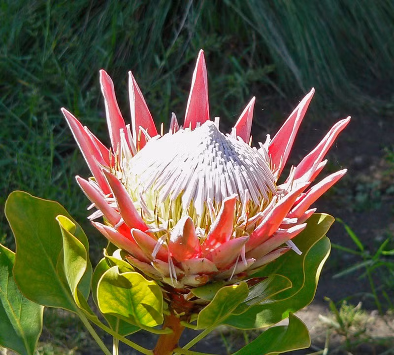 Quốc hoa Nam Phi còn có tên gọi khác là hoa bình mật hay thảo đường hoàng đế do chứa một lượng lớn mật ngọt thu hút ong bướm và chim chóc. Ảnh: lamcanh.