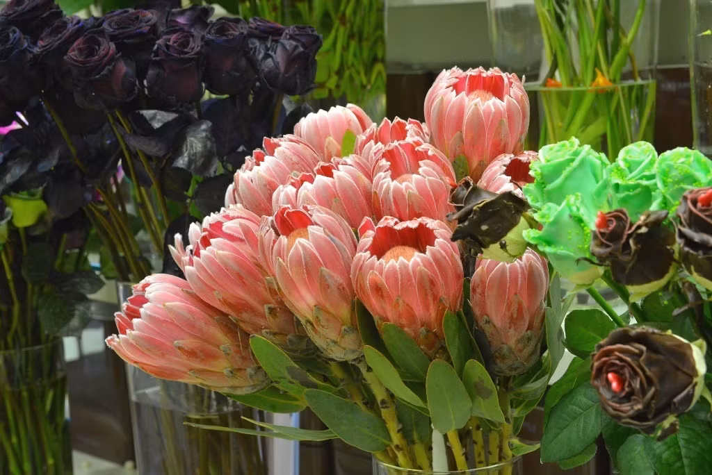 Hoa Protea sinh trưởng tại một vùng đất có thời tiết khắc nghiệt nên có sức sống mãnh liệt và khả năng hồi sinh đáng kinh ngạc. Ảnh: vietnammoi.