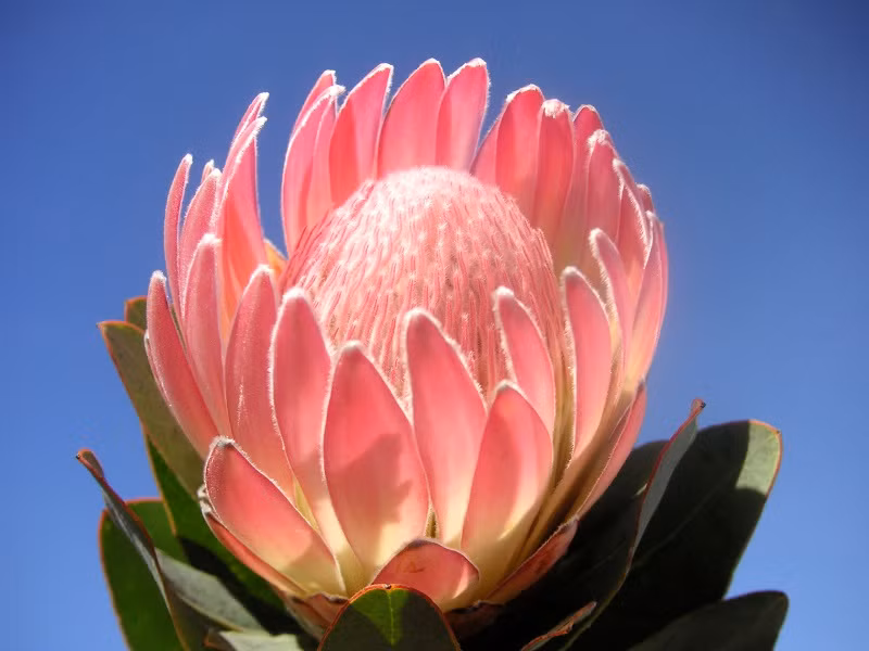 Hoa Protea phân bố rộng rãi ở phía Tây Nam và một phần phía Nam của Nam Phi, được quốc gia này chọn làm quốc hoa. Ảnh: blogcaycanh.