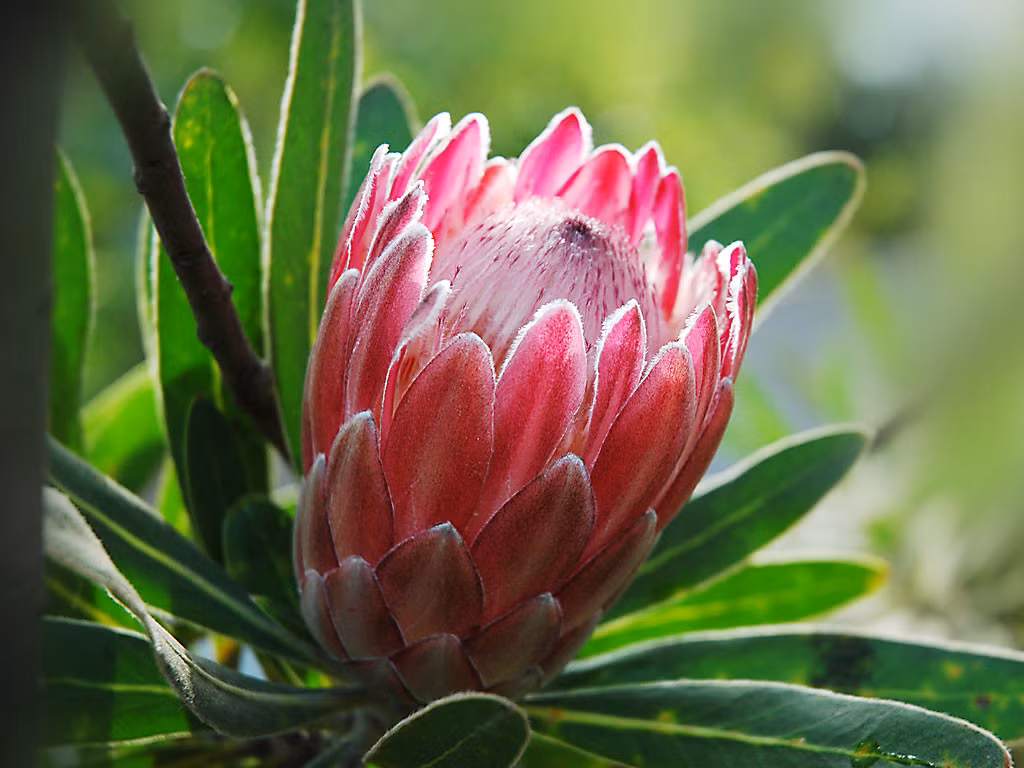 Bên ngoài hoa Protea là từng cánh hoa to, khỏe khoắn ôm trọn lấy bầu nhụy với hàng ngàn sợi nhụy tua mềm mại. Ảnh: flowerbox.