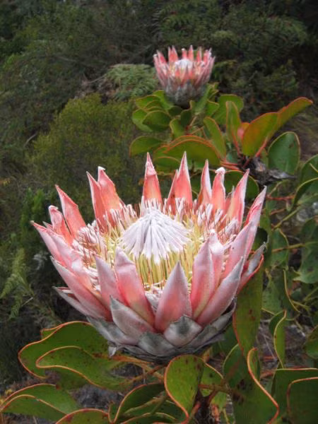 Hoa Protea có nhiều dạng màu sắc từ trắng, kem, hồng nhạt cam đỏ đến đỏ tươi. Ảnh: pxhere.