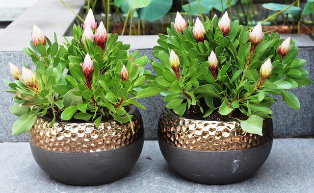 Hoa Protea có đến 81 loại khác nhau. Ảnh: blogspot.