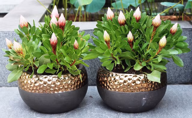 Hoa Protea có đến 81 loại khác nhau. Ảnh: blogspot.