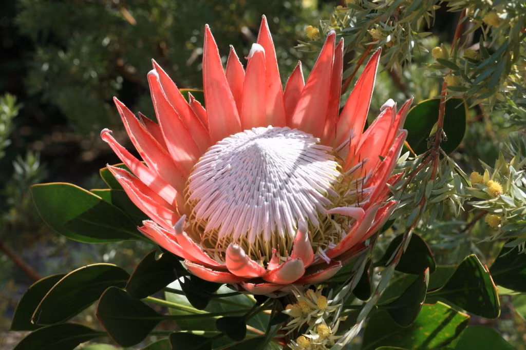  Loài hoa Protea có kích thước rất lớn và nhiều dạng màu sắc. Khi được cắm trong bình, hoa có thể tươi rất lâu. Ngay cả khi khô, loài hoa này cũng sở hữu vẻ đẹp rất riêng có. Ảnh: flowerbox.