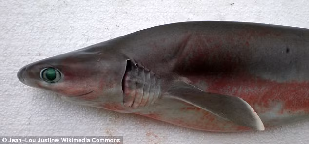 Các nhà khoa học phát hiện một loài cá mập mới có chiều dài là 1,8m và có tới 6 mang ở Đại Tây Dương. Tổ tiên của chúng đã xuất hiện cách đây 250 triệu năm, sớm hơn cả khủng long. 