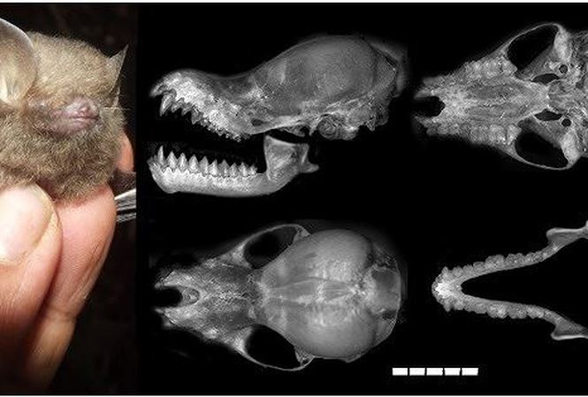 Các nhà khoa học thuộc Viện Hàn lâm Khoa học và Công nghệ Việt Nam cùng đối tác vừa phát hiện ra một loài dơi ở khu vực rừng Trường Sơn, đặt tên là Dơi lông xù Đông Dương. Theo các nhà khoa học, cho đến nay, các đặc điểm sinh thái học của loài dơi này hầu như chưa được nghiên cứu.