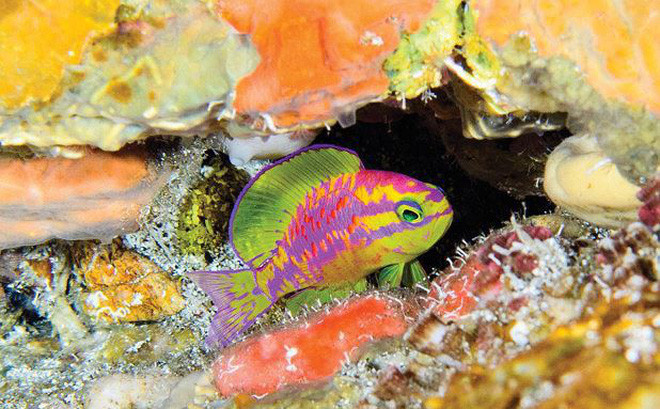 Trong khi khám phá một quần đảo ngoài khơi của Brazil, các nhà khoa học đã phát hiện ra một loài cá mới vô cùng rực rỡ. Tiến sĩ Luiz Rocha, người phụ trách nghiên cứu các loài cá của Viện nói: “Đây là một trong những loài cá đẹp nhất mà tôi từng thấy. Nó thật mê hoặc đến nỗi khiến chúng tôi phớt lờ mọi thứ xung quanh nó”. 