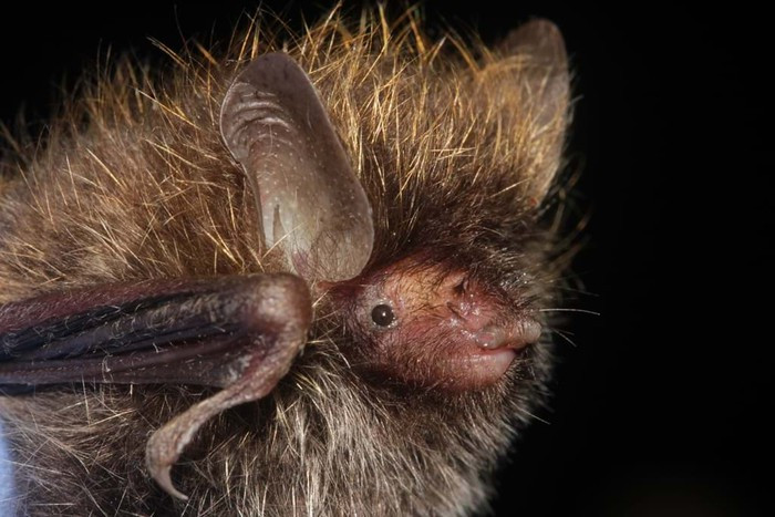 Con dơi này có tên khoa học là Murina hkakaboraziensis, với túm lông trên đầu giống như tóc của ca sỹ Lance Bass của ban nhạc *NSYNC, đã được tìm thấy tại vùng rừng Hkakabo Razi của Myanmar. 