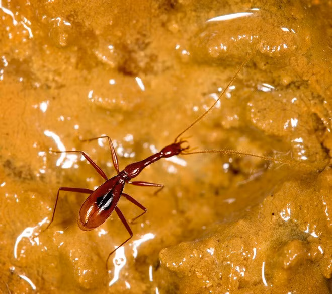 Xuedytes bellus là loài côn trùng có kích thước khoảng 9mm và được phát hiện trong một hang động tại miền nam Trung Quốc. Loài côn trùng này sở hữu những đặc điểm thích hợp với môi trường sống trong bóng tối với phần đầu và đốt trước ngực được kéo dài. 