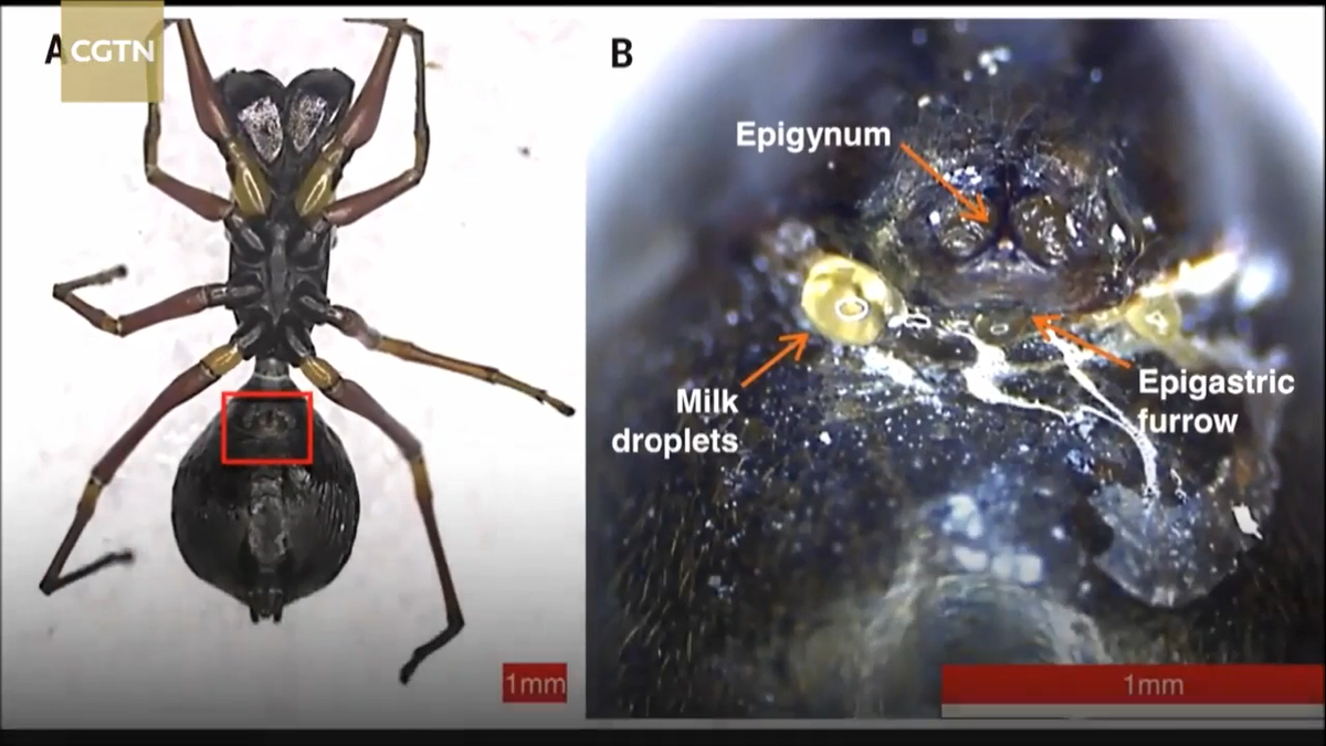 Mới đây, các nhà nghiên cứu Trung Quốc đã phát hiện ra loài nhện nuôi con bằng sữa rất giàu dinh dưỡng. Loài nhện này tiết ra chất lỏng giàu protein gấp 4 lần sữa bò, thậm chí chúng còn tiếp tục nuôi con ngay cả khi nhện con đã biết tự kiếm ăn. 