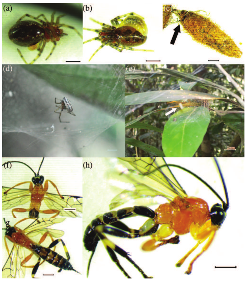 Loài động vật lạ độc này là con ong bắp cày mới được các nhà khoa học phát hiện, nó được coi là thiên địch đáng sợ nhất của của loài nhện, có thể cướp não của con nhện, ép nó rời tổ và giao phó trách nhiệm bảo vệ và nuôi dưỡng ấu trùng của con ong. Mọi chuyện xong xuôi, con nhện sẽ nằm im tại đó và kiên nhẫn chờ ngày bị ăn thịt. 