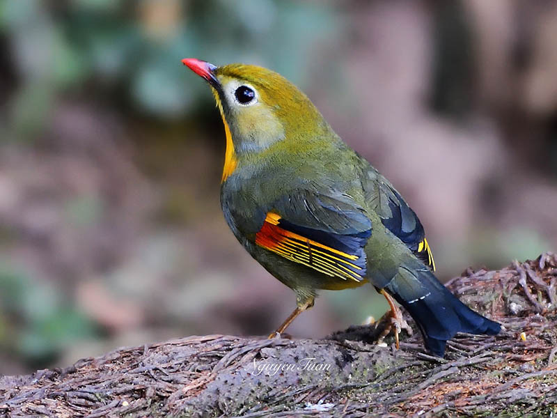 Ở Việt Nam, chim kim oanh mỏ đỏ chỉ mới tìm thấy ở Lào Cai, ở độ cao 1.500 - 2.200m. Ảnh: birdwatchingvietnam.