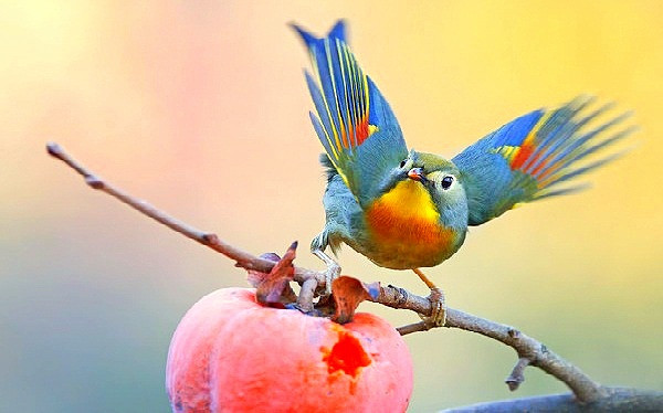 Chim kim oanh mỏ đỏ thường sống thành đàn nhỏ ở cây bụi thứ sinh, cỏ và bụi rậm, đặc biệt thích ở vùng tre nứa rậm rạp. Ảnh: blogspot.