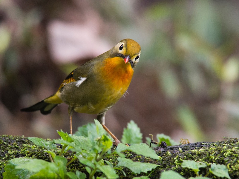 Chim kim oanh mỏ đỏ có nguồn gốc từ miền nam Trung Quốc và dãy Himalaya. Ngoài ra chúng còn được tìm thấy ở một số nơi khác như Nhật Bản, Ấn Độ, Nepal, Miển Điện và ở một phần của Tây Tạng.. Ảnh: birdwatchingvietnam.