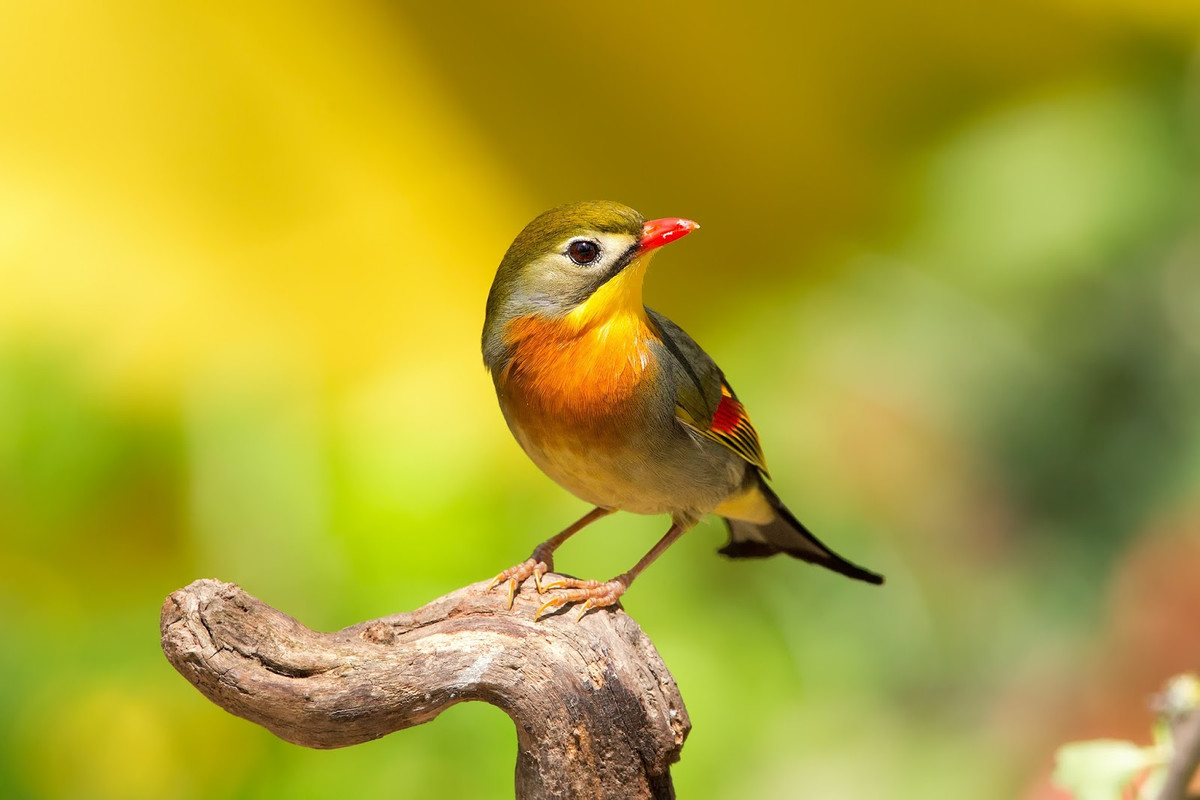 Chim kim oanh mỏ đỏ có chiều dài khoảng 15cm, màu sắc sặc sỡ. Mỏ đỏ, họng vàng, ngực vàng cam đỏ, cánh có các vệt đỏ và vàng, nhìn chung phía lưng có màu xanh lá cây nhạt. Ảnh: blogspot.