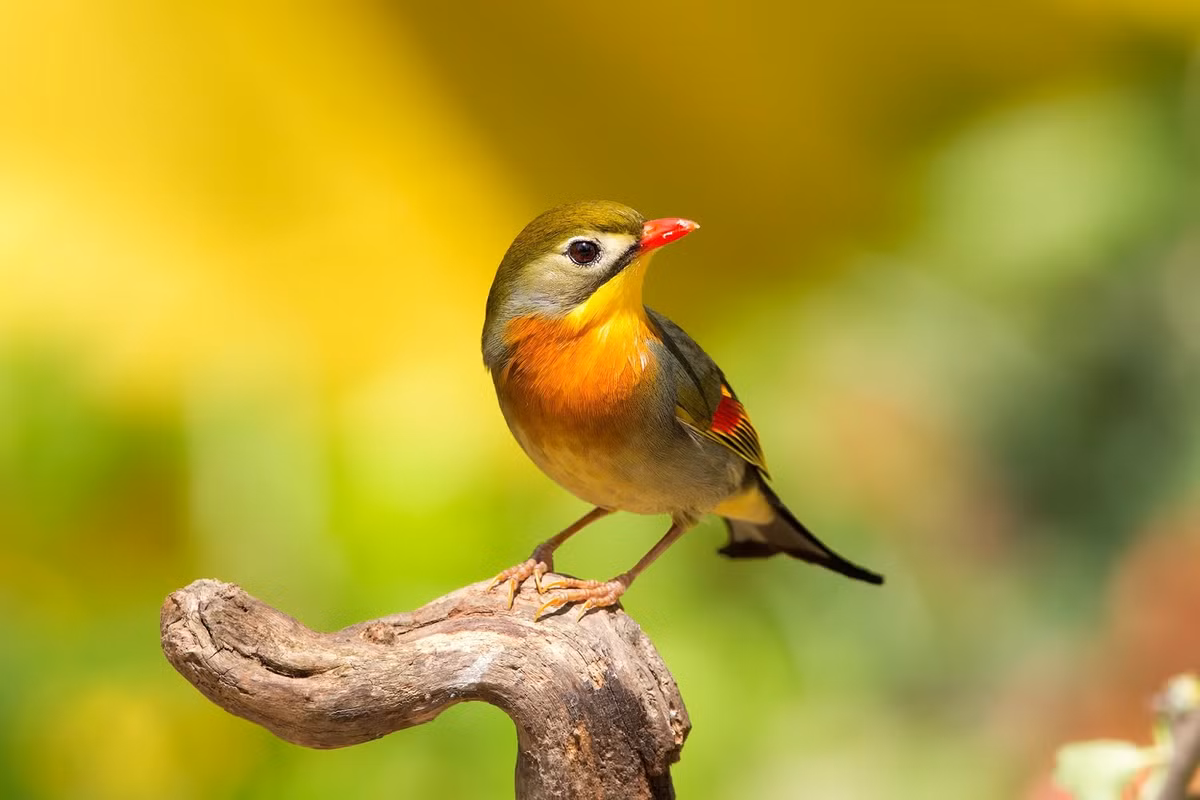 Chim kim oanh mỏ đỏ có chiều dài khoảng 15cm, màu sắc sặc sỡ. Mỏ đỏ, họng vàng, ngực vàng cam đỏ, cánh có các vệt đỏ và vàng, nhìn chung phía lưng có màu xanh lá cây nhạt. Ảnh: blogspot.