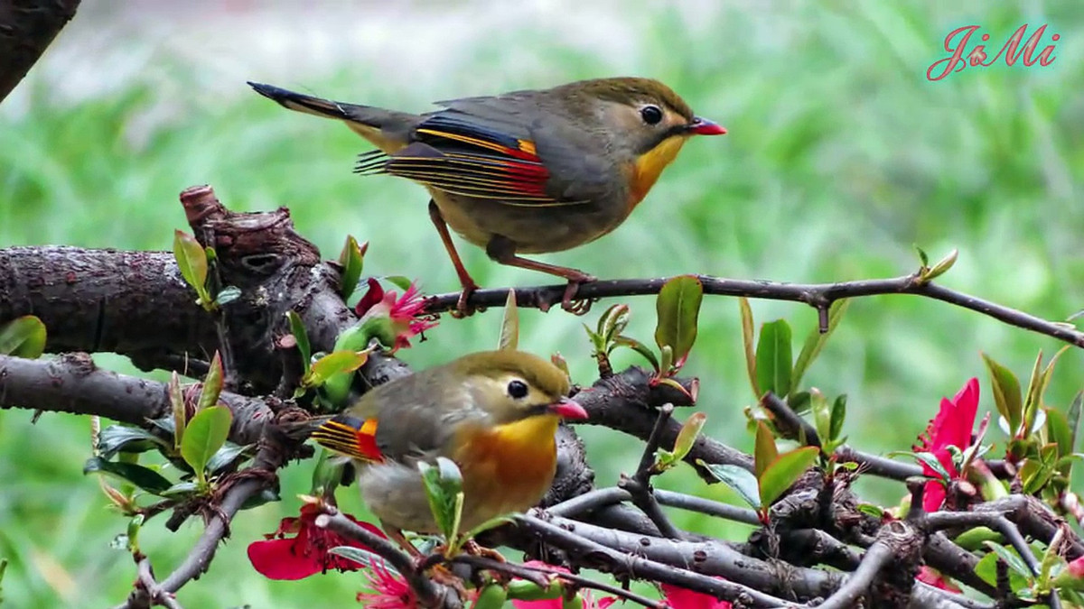 Thức ăn chủ yếu của chim quế lâm là các loại trái cây, như dâu tây, đu đủ chín, ổi. Ngoài ra chúng còn ăn cả các loài côn trùng, bướm, động vật không xương sống. Ảnh: dmcdn.