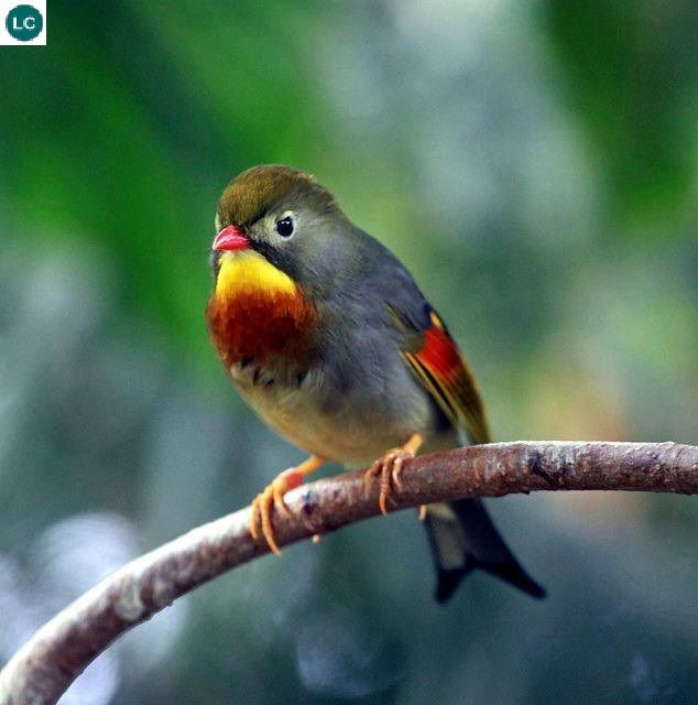 Ngoài bộ lông xinh đẹp với nhiều màu sắc bắt mắt, chim quế lâm còn rất siêng hót và hót cũng khá hay. Ảnh: pinimg.