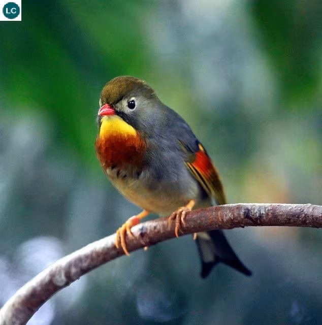 Ngoài bộ lông xinh đẹp với nhiều màu sắc bắt mắt, chim quế lâm còn rất siêng hót và hót cũng khá hay. Ảnh: pinimg.