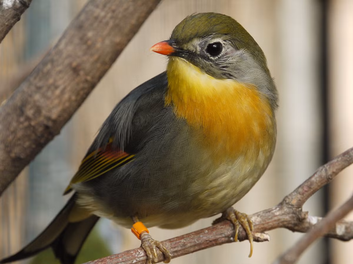  Chim kim oanh mỏ đỏ có tên khoa học là Leiothrix lutea Stresemann. Ngoài ra, nó còn có tên gọi khác là chim quế lâm. Ảnh: wikipedia.