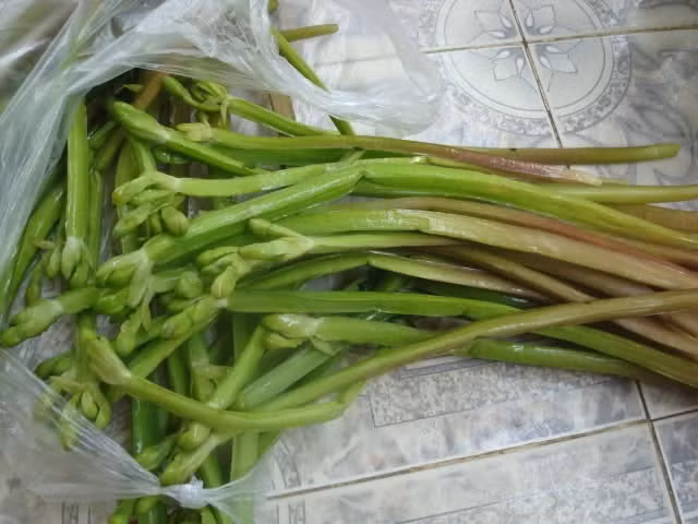 Hoa cù nèo có màu vàng, cánh hoa hình oval, quả nhỏ và được đài hoa bao bọc. Ảnh: goodprice.