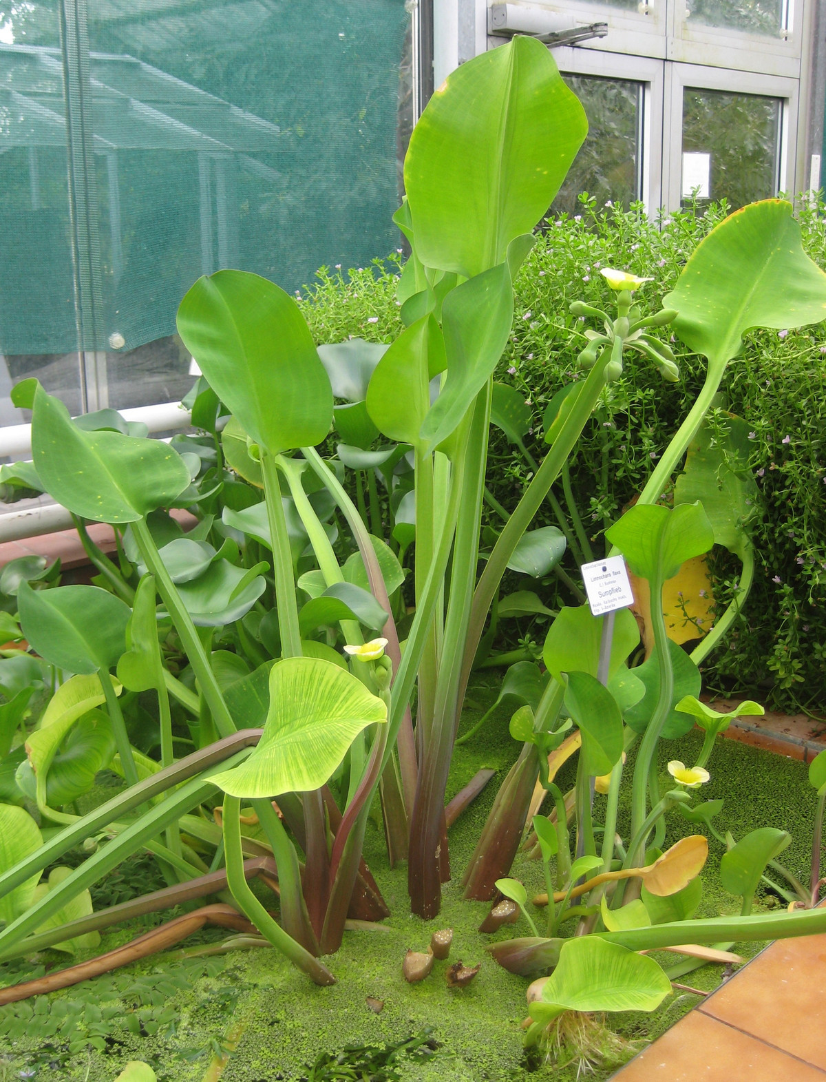 Cây cù nèo sinh sản, lây lan bằng hạt và phát triển quần thể bằng sinh sản vô tính. Ảnh: pgrvietnam.